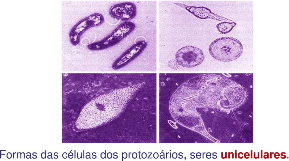protozoários,