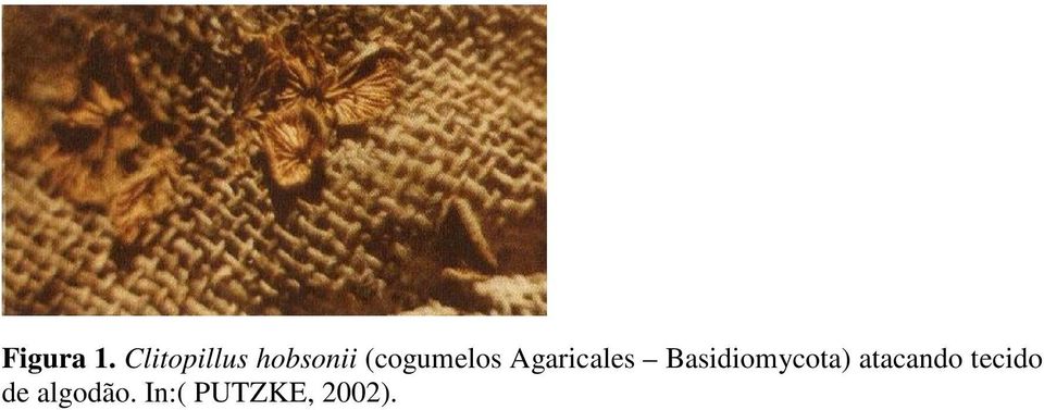 (cogumelos Agaricales