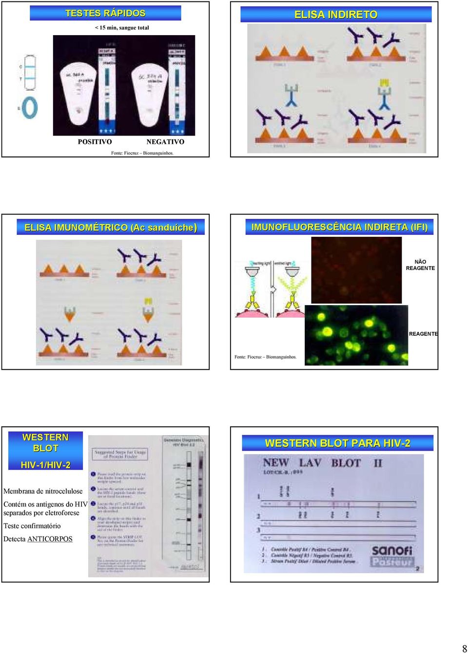 ELISA IMUNOMÉTRICO (Ac sanduíche che) IMUNOFLUORESCÊNCIA INDIRETA (IFI) NÃO REAGENTE REAGENTE