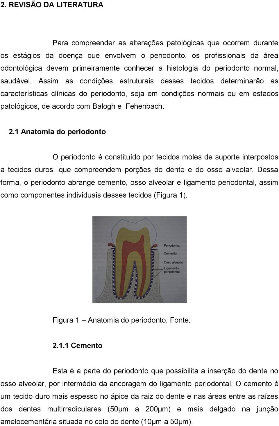 Assim as condições estruturais desses tecidos determinarão as características clínicas do periodonto, seja em condições normais ou em estados patológicos, de acordo com Balogh e Fehenbach. 2.