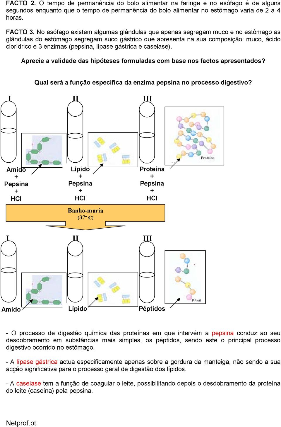 (pepsina, lípase gástrica e caseiase). Aprecie a validade das hipóteses formuladas com base nos factos apresentados? Qual será a função específica da enzima pepsina no processo digestivo?