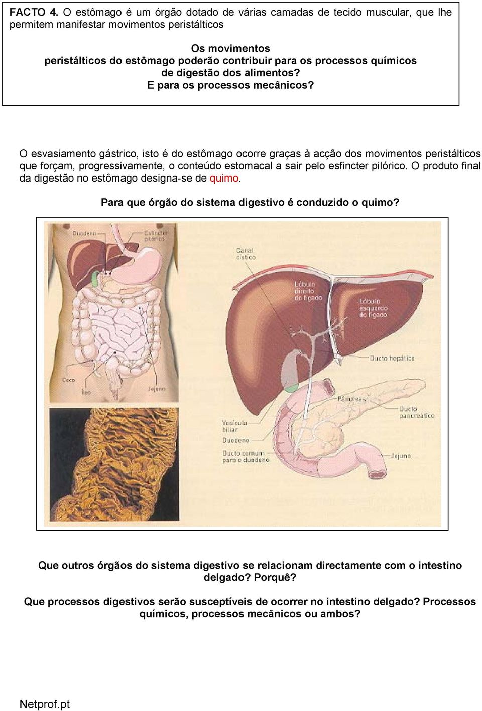 químicos de digestão dos alimentos? E para os processos mecânicos?