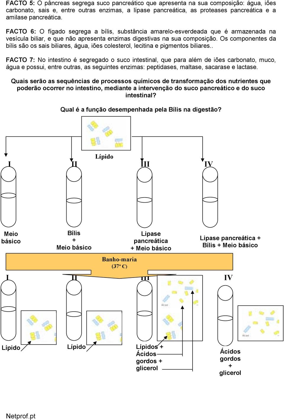 Os componentes da bílis são os sais biliares, água, iões colesterol, lecitina e pigmentos biliares.