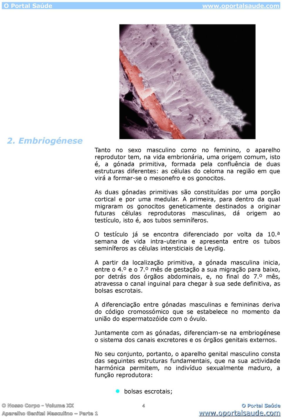 A primeira, para dentro da qual migraram os gonocitos geneticamente destinados a originar futuras células reprodutoras masculinas, dá origem ao testículo, isto é, aos tubos seminíferos.