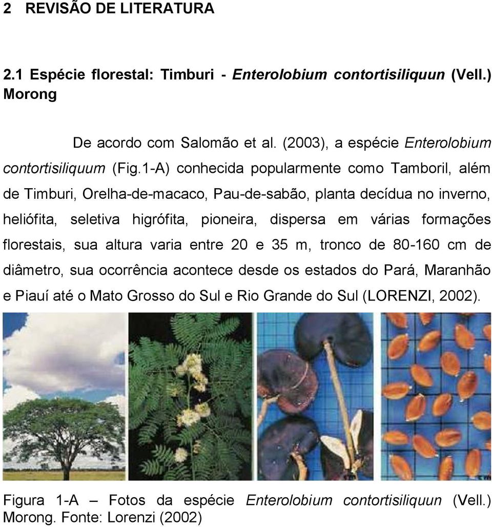 1-A) conhecida popularmente como Tamboril, além de Timburi, Orelha-de-macaco, Pau-de-sabão, planta decídua no inverno, heliófita, seletiva higrófita, pioneira, dispersa