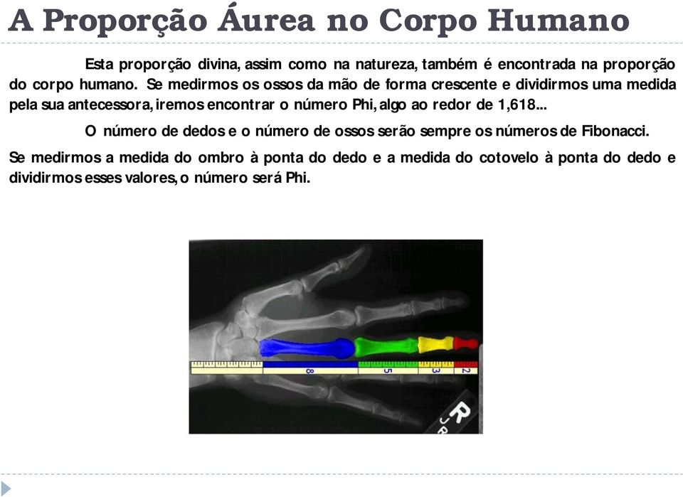 Se medirmos os ossos da mão de forma crescente e dividirmos uma medida pela sua antecessora, iremos encontrar o número