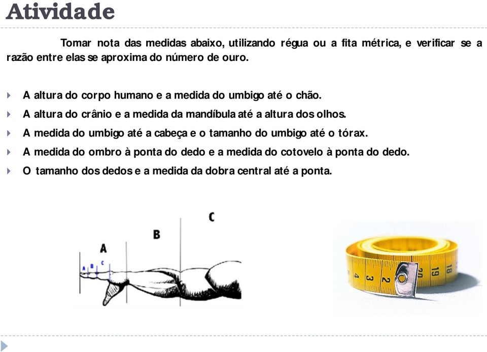 A altura do crânio e a medida da mandíbula até a altura dos olhos.