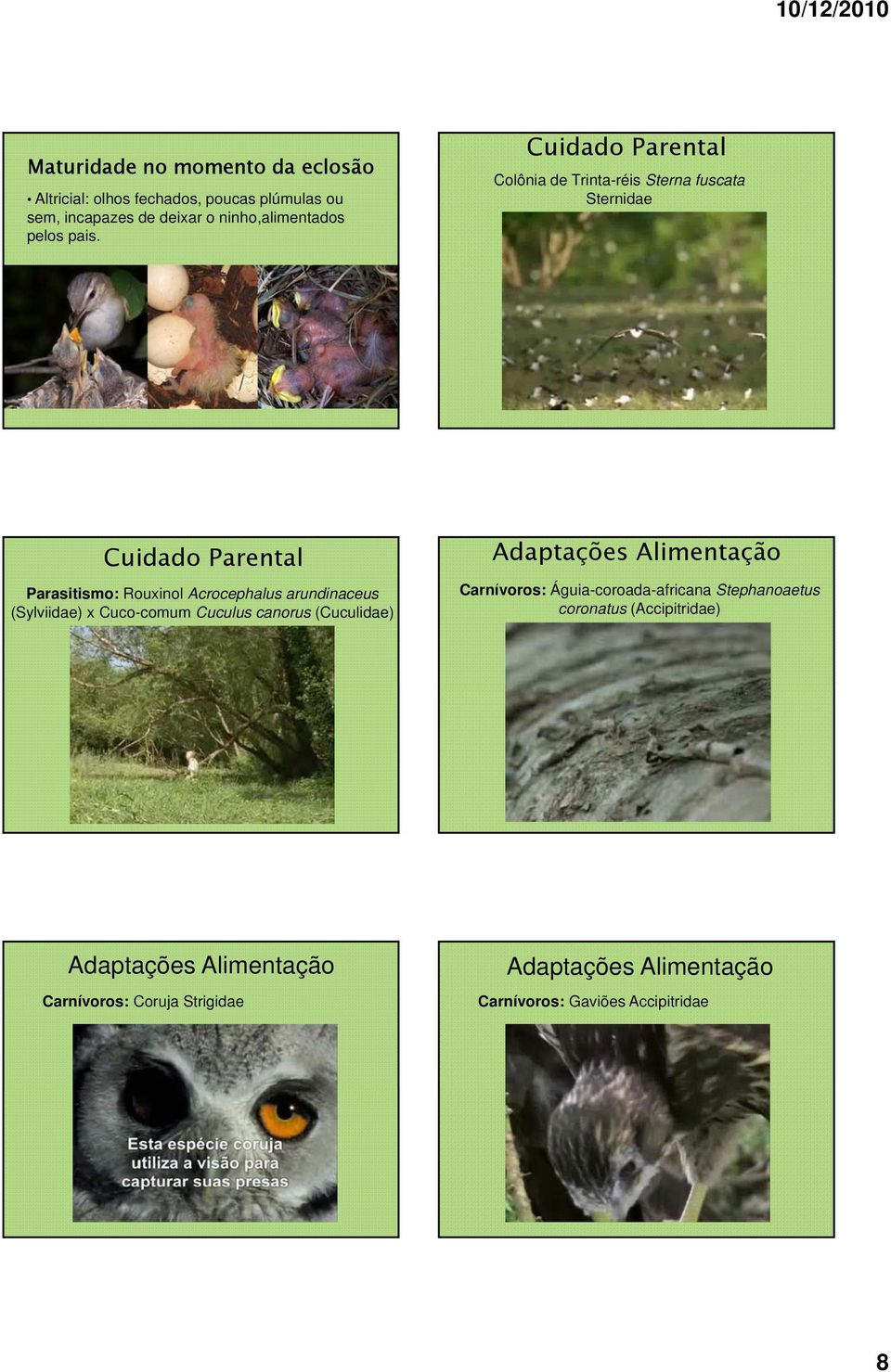 Cuidado Parental Colônia de Trinta-réis Sterna fuscata Sternidae Cuidado Parental Parasitismo: Rouxinol