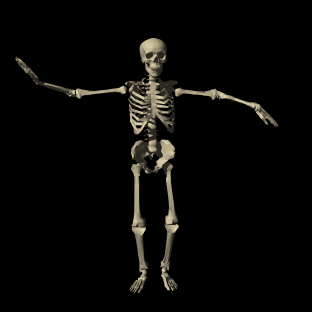 Estudando o esqueleto humano Auxilia na locomoção; Sustentação do corpo; Protege os órgãos internos; Fixação dos