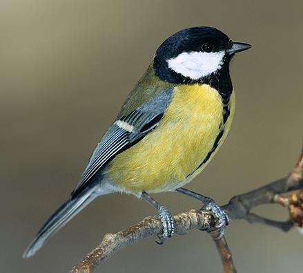 Extinção Aves em ilhas do Canal da Mancha Ilhas maiores possuem