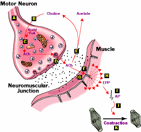 Tal como hoje é interpretada, a transmissão neuromuscular pode ser dividida numa série de etapas cronologicamente distintas: (1) Síntese e armazenamento do neurotransmissor nas vesículas sinápticas