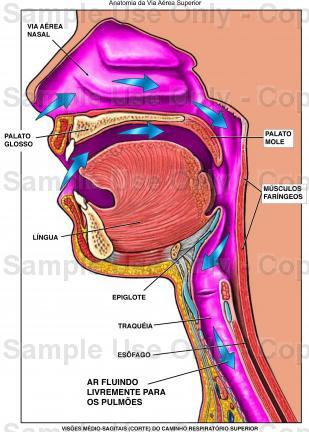 Anatomia