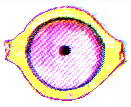 Reino Protoctista Protozoários: Classificação de acordo com a