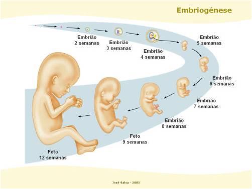 Reprodutivos Femininos Transporte e Viabilidade dos Gametas Métodos Contraceptivos Embriologia Humana Estuda a origem e desenvolvimento humano do zigoto ao