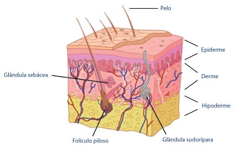 Algumas espécies têm a cobertura de pêlos reduzida, mas estes são sempre mudados periodicamente (cada pêlo é mudado individualmente, formando-se um novo a partir do mesmo folículo).