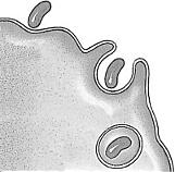 QUESTÃO 04 (Ufsc 2016) Abaixo está representada uma célula eucariótica com destaques para os mecanismos de transporte através da membrana plasmática.