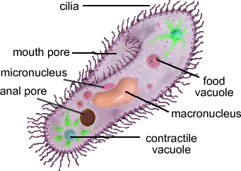 Centríolos *Cílios Cílios são estruturas de locomoção numerosas e curtas.