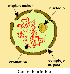 Núcleo Celular 1. Carioteca - envoltório nuclear, formada por duas membranas com poros, onde há intercâmbio de substâncias entre o núcleo e o citoplasma. 2.