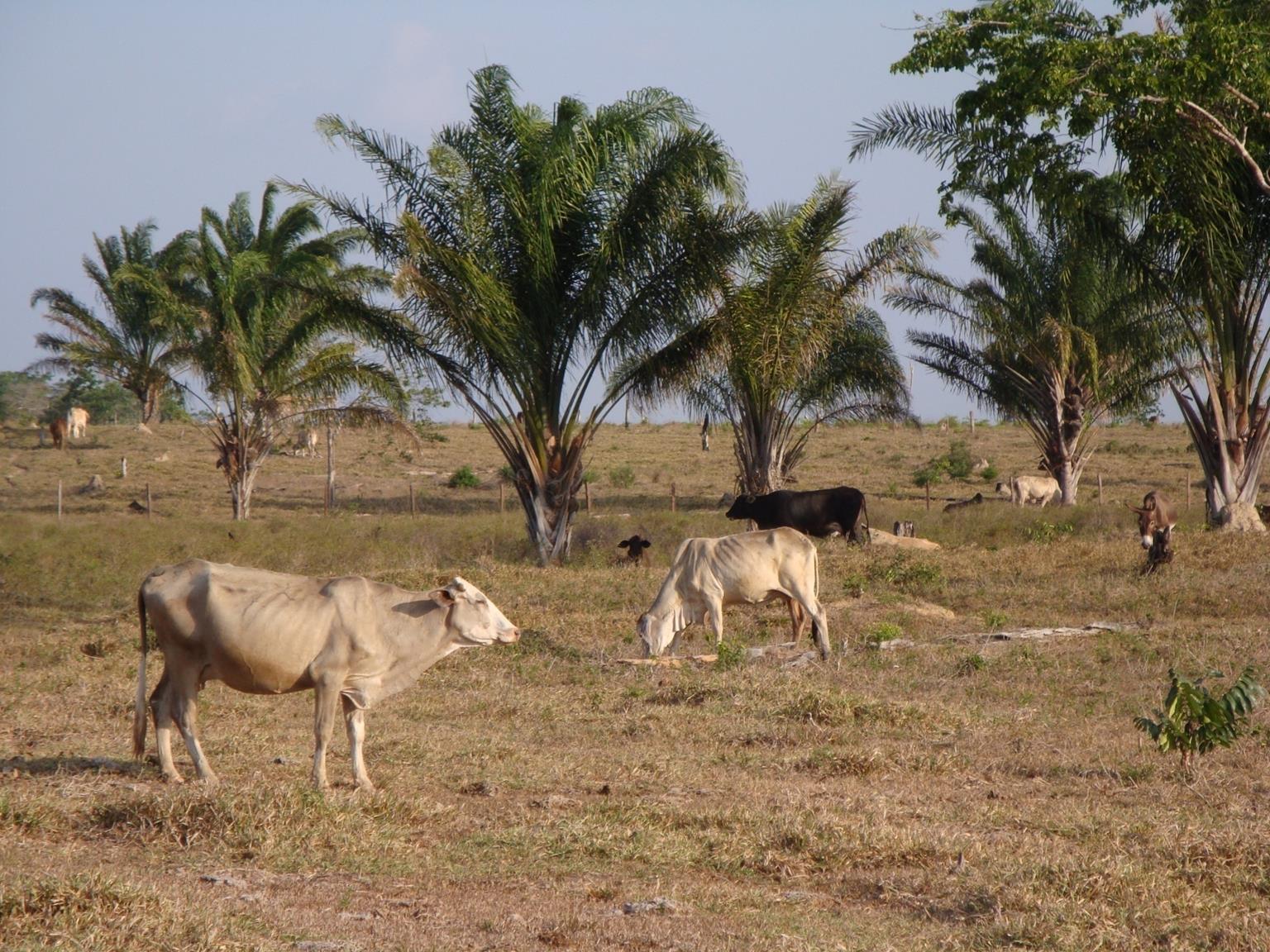 O estigma da pecuária desenvolvida a pasto Na pecuária é possível produzir (embora com baixa eficiência) extensivamente Áreas marginais, de difícil acesso, com baixo potencial agrícola são