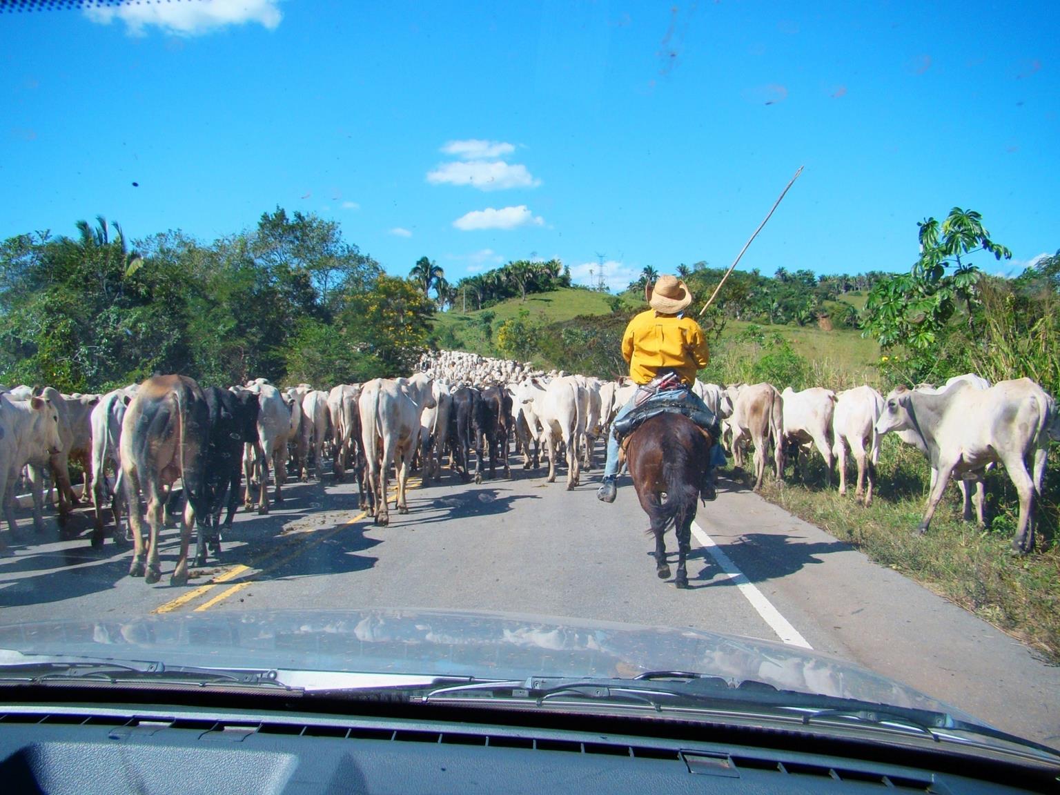 Capacidade de se autotransportar Bovino adapta-se a regiões onde a