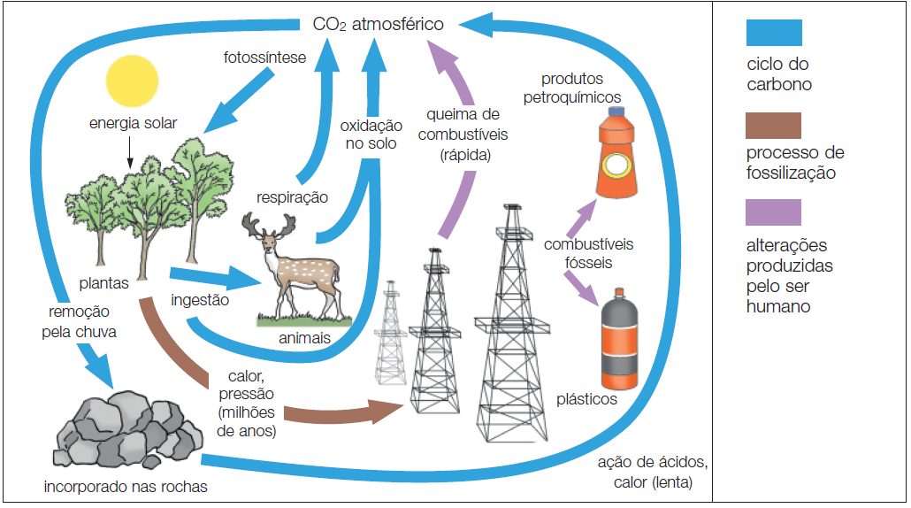 CICLO DO CARBONO O carbono é um elemento químico muito importante para os seres vivos, pois participa da composição química de todos os componentes orgânicos.