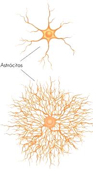 Macróglia ASTRÓCITOS ASTRÓCITOS FIBROSO Prolongamentos finos,delgados e longos, que não se ramificam com freqüência. Localização preferencial Substância Branca do encéfalo e da medula.