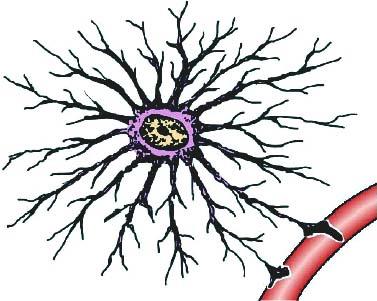 Macróglia ASTRÓCITOS