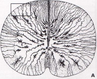 Macróglia GLIAL RADIAL Gangliosídeos 9- O-acetilatos neurônio migrante