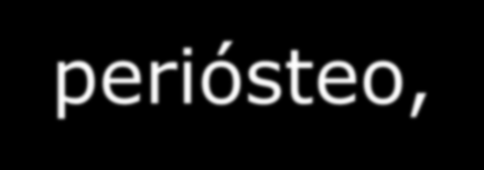 T e c i d o Ó s s e o Constituintes 1) Células: osteoblastos, osteócitos, e osteoclastos; 2) Matriz óssea: 30 % orgânica e 70 % mineral (em