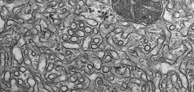 FUNÇÕES: Síntese de lipídios e hormônios esteróides Glicogenólise