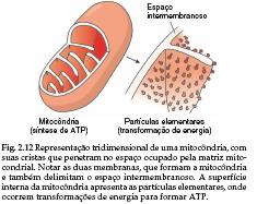 - Encontrada em todos os tipos celulares MITOCÔNDRIA Espaço
