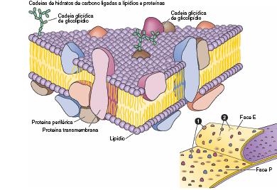 DUPLA CAMADA FOSFOLIPÍDICA GLICOCÁLICE EXTERIOR glicolipídio