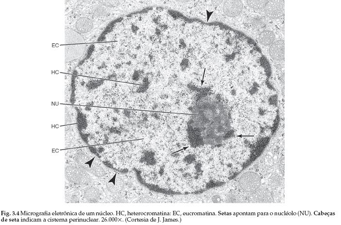 Micrografia eletrônica de um núcleo (Aum. 26.