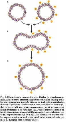 MEMBRANA CELULAR: MODELO DO MOSAICO FLUÍDO* Experimento que demonstra a fluidez da membrana Células cultivadas Proteínas marcadas