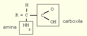 Estrutura de