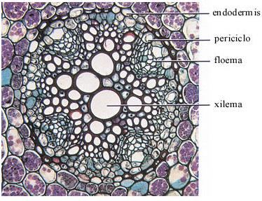 5) Xilema: Formado por células mortas; Seiva bruta; Elementos de vaso; Vasos lenhosos.