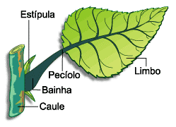 3. Morfologia da Folha Folhas paralelinérveas (angiospermas