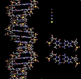 Ácidos Nucléicos Ácido Desoxirribonucleico (DNA) - contêm as instruções genéticas que coordenam o desenvolvimento e funcionamento