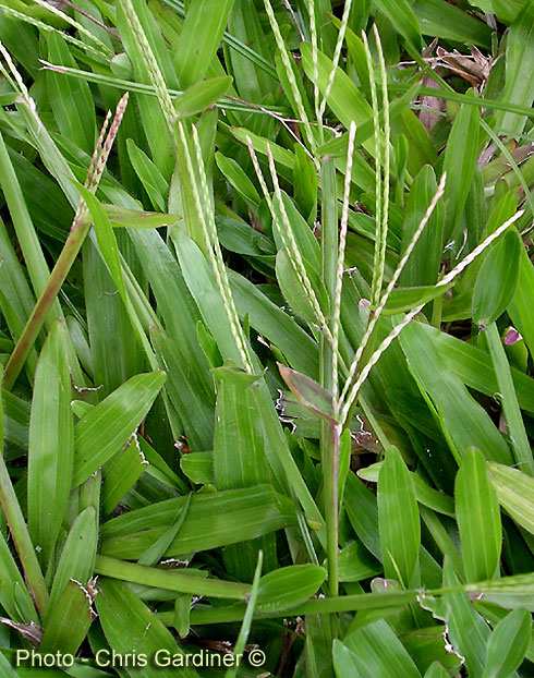 06/09/2016 Trifolium encarnatum Trifolium resupinatum Trifolium vesiculosum Trifolium alexandrinum Hábito de crescimento estolonífera Gênero Axonopus