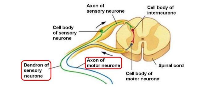 NERVOS ANATOMIA