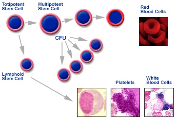 Stem Cell HEMATOPOESE OU HEMOCITOPOESE Célula Multipotente Eritrócitos