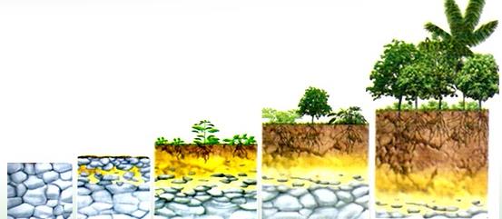 Sucessão Ecológica Processo natural de evolução, com diversificação das espécies e a