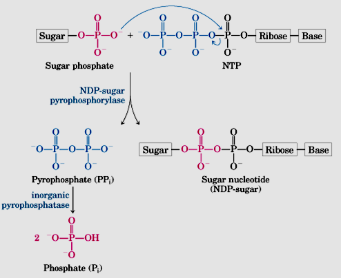 Nucleotídeos de açúcares Precursores das reações biossintéticas dos carboidratos Compostos pelos quais o C