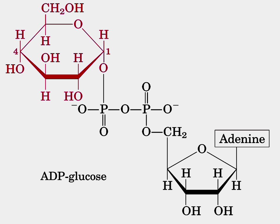Nucleotídeos de açúcares para a síntese de amido