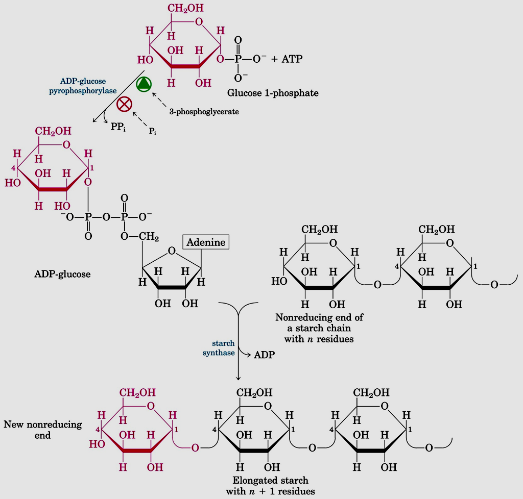 Síntese do amido ADP-glicose é o precursor e ocorre nos amiloplastos de células de tecidos não fotossintetizadores Irreversível tem