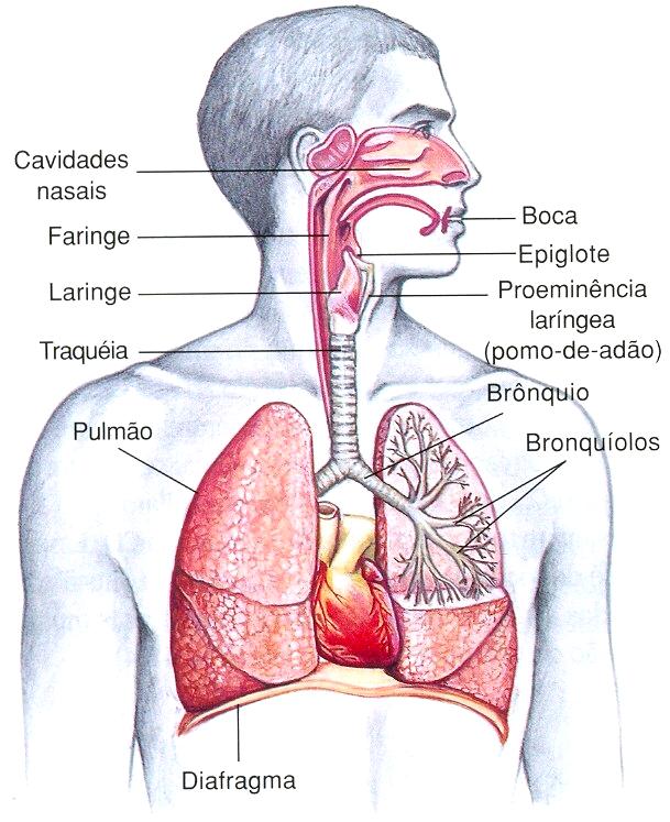 sons. Cavidade nasal, faringe, laringe,