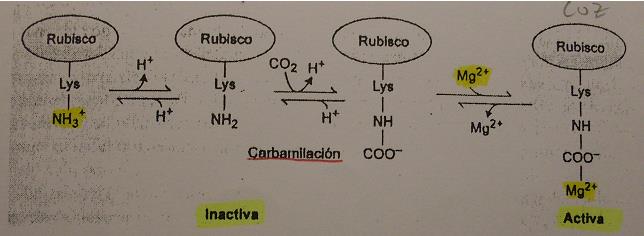 Das enzimas que participam do Ciclo de Calvin, 5 dependem da luz para serem ativadas. 1) Rubisco Regulada indiretamente pela enzima tiorredoxina rubisco ativase.