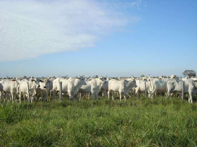 Produção de GEE pelos bovinos e o aquecimento global metano (CH 4 ) pecuária óxido