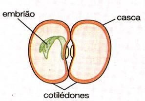 ANGIOSPERMAS Cotilédone São folhas embrionárias que fazem parte do corpo do embrião e podem
