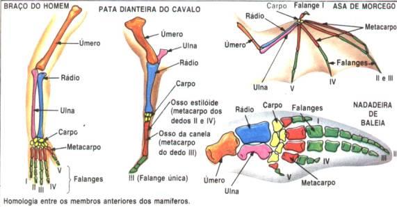 Anatomia Comparada: A anatomia comparada enfatiza a diferença entre estruturas homólogas e estruturas análogas.